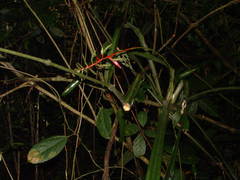 Aechmea pittieri