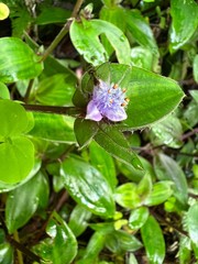 Belosynapsis ciliata