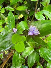 Belosynapsis ciliata