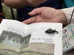 Carabus nankotaizanus
