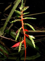 Aechmea pittieri
