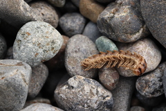 Chamberlinius hualienensis