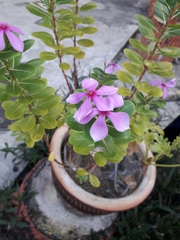 Catharanthus roseus