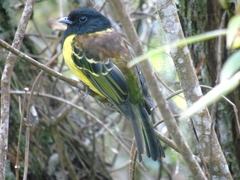 Carpornis cucullata