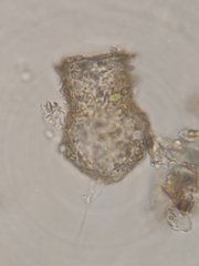 Codonella cratera