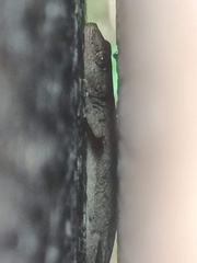 Hemidactylus bowringii