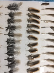 Emberiza schoeniclus