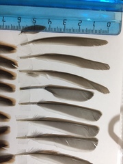 Emberiza schoeniclus