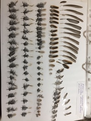 Emberiza schoeniclus