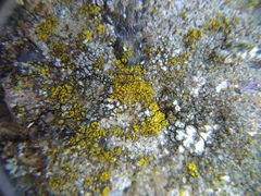 Flavoplaca austrocitrina
