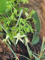 Pygmaeothamnus zeyheri