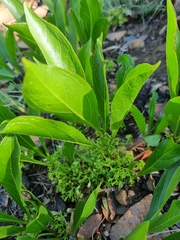 Pygmaeothamnus zeyheri