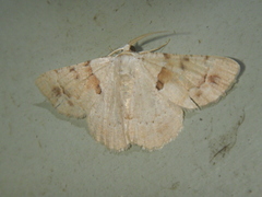 Aeolochroma quadrilinea