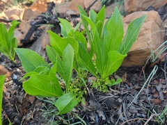 Pygmaeothamnus zeyheri