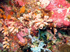 Cladopsammia gracilis