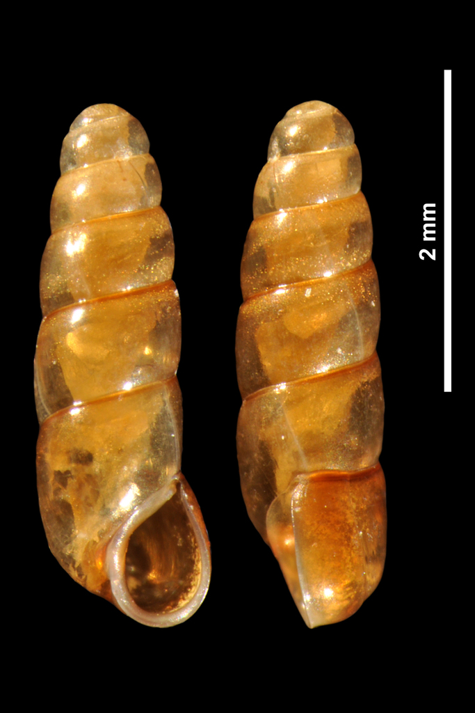 Platyla cryptomena