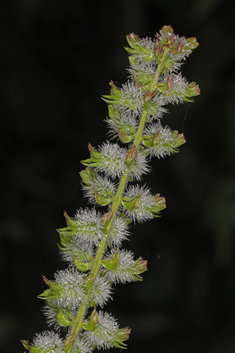 Perilla frutescens