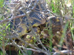 Psammobates geometricus