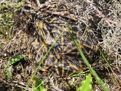 Psammobates geometricus