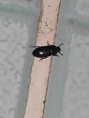 Coleoptera