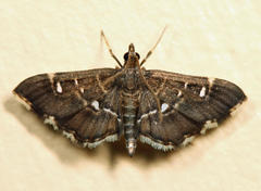 Diathrausta reconditalis