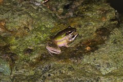 Indosylvirana nicobariensis