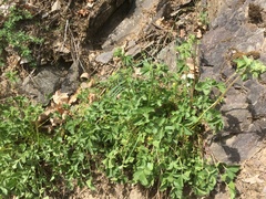 Drymocallis rupestris