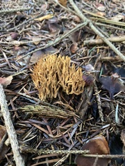 Phaeoclavulina eumorpha