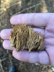 Phaeoclavulina eumorpha