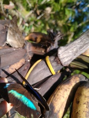 Archaeoprepona demophon