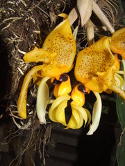Stanhopea gibbosa