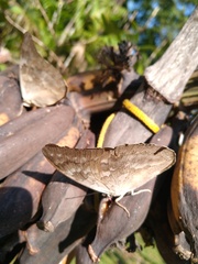 Archaeoprepona demophon