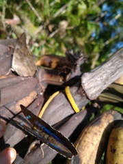 Archaeoprepona demophon