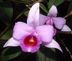 Sobralia decora