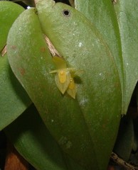 Pleurothallis homalantha