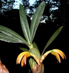 Maxillaria aciantha