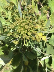 Notobubon galbanum