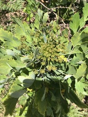 Notobubon galbanum