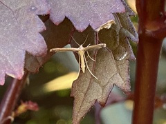Lioptilodes albistriolatus