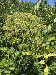 Notobubon galbanum