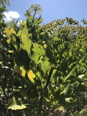 Notobubon galbanum