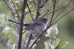 Curruca sarda