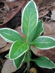 Graptophyllum pictum