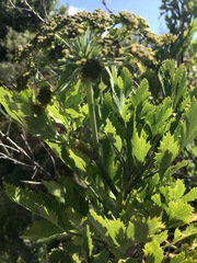 Notobubon galbanum