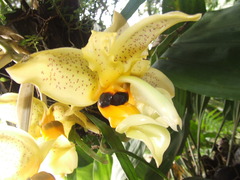Stanhopea gibbosa