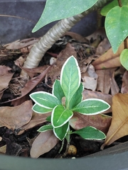 Graptophyllum pictum