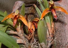 Maxillaria aciantha