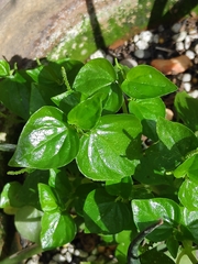 Peperomia pellucida