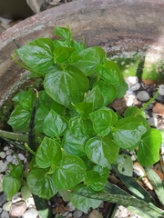 Peperomia pellucida
