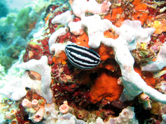 Phyllidiella rosans